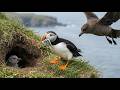 Atlantic Puffin with 45 Days Journey From Egg to Survival | Animal Rescue