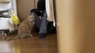 息子とイチャコラしてたら隠し撮りに気づきガン見する猫