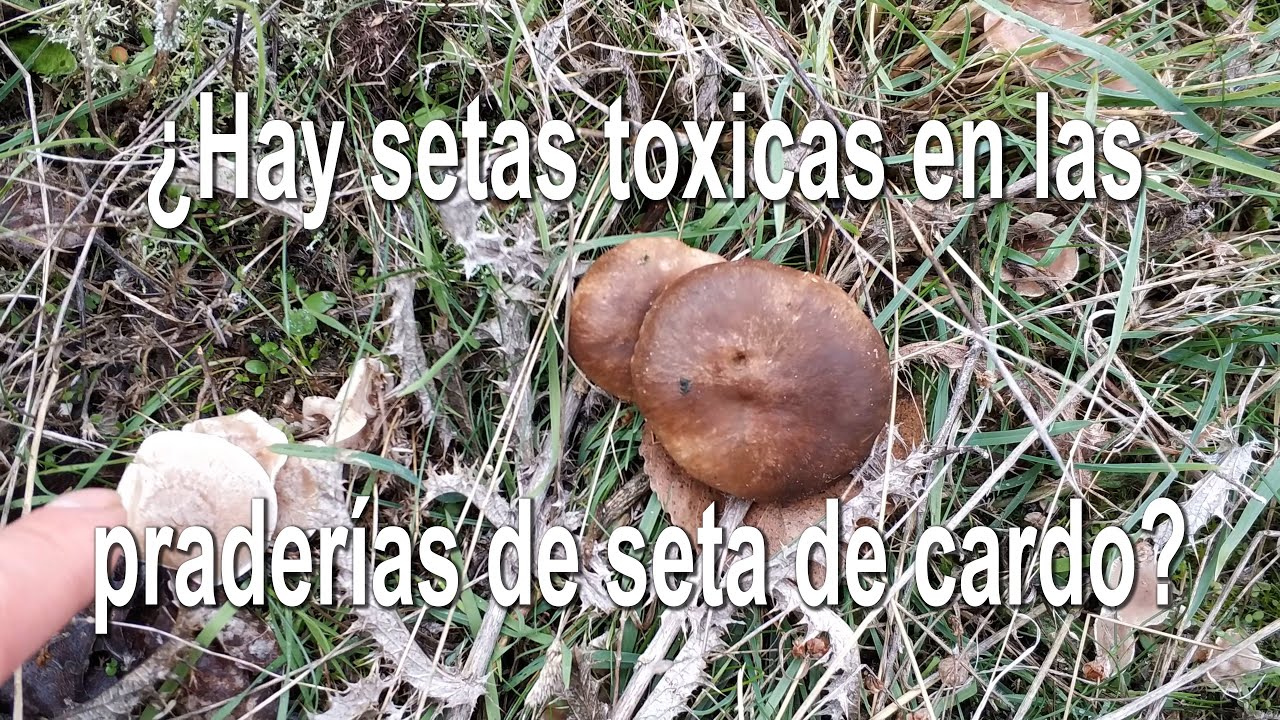 Diferencia la seta de cardo de los tóxicos clitocibes que comparten su hábitat. Pleurotus eryngii