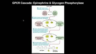 Biosignaling | G-protein-coupled Receptors: cAMP & Adenylate Cyclase