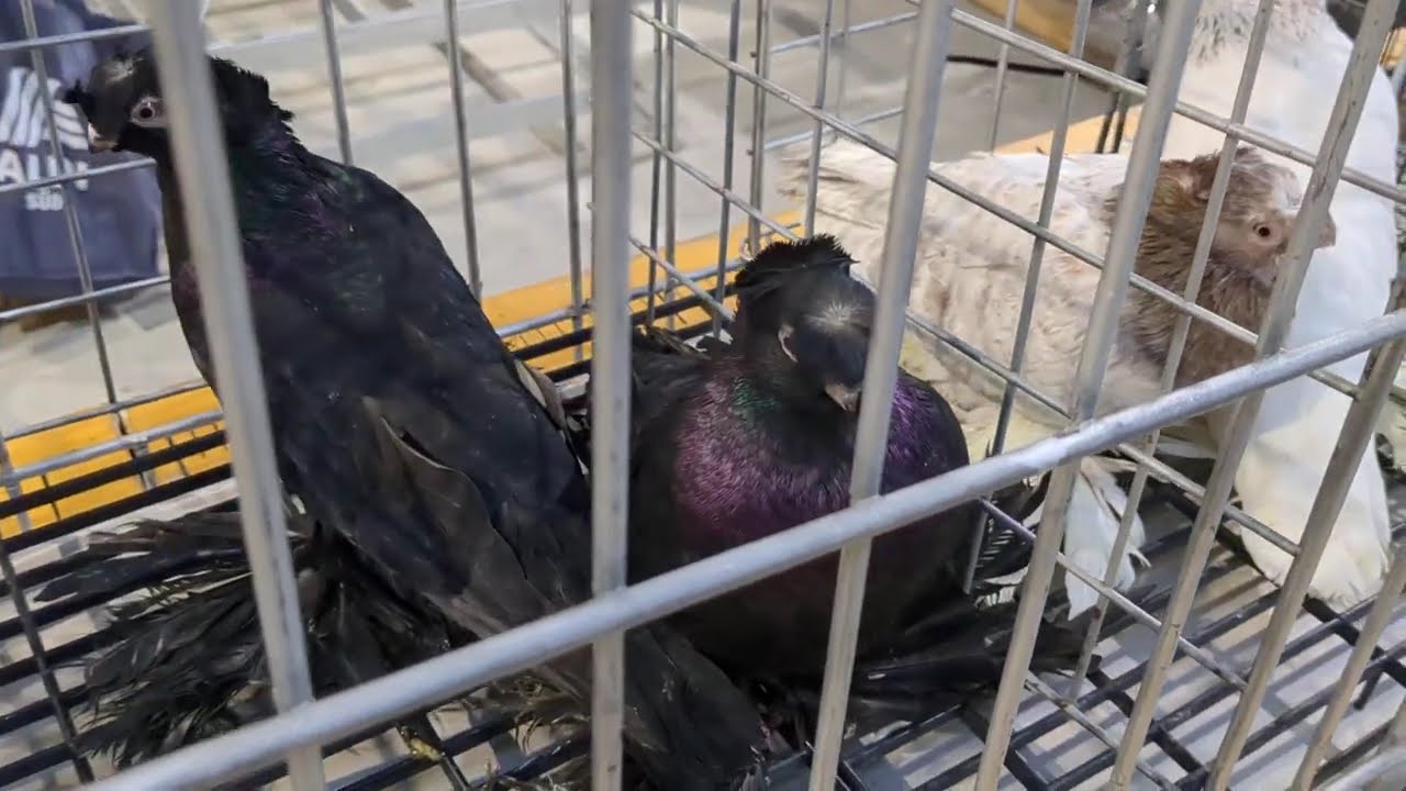 Голубиный базар в Германии, город Хамм. 30.11.2025 #голуби #pigeons #tauben #germania  