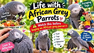 Life with African grey parrots || Watch this before buying an African grey parrot !!
