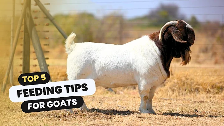 5 feeding tips for goats - Boer Goat Farming