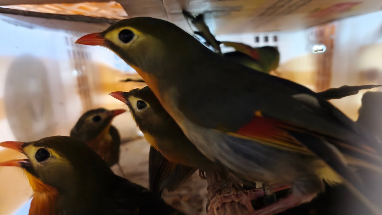 CEK HARGA BURUNG ROBIN 2026 !!! BURUNG IMPORT LEGENDARIS BURUNG ROBIN TEMPO DULU MUNCUL LAGI