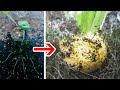 Golden ball turnip growing time lapse 50 days