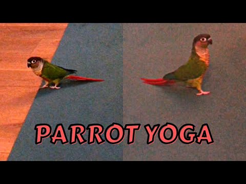 Parrot Power Yoga: This Bird Can Bend Better than You #parrot #bird #parrotvideo #funnybird