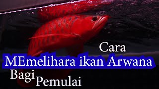 ‼️Cara Memelihara Ikan Arwana di Aquarium Bagi Pemula9️⃣9️⃣ % SUKSES ✅ part 1