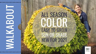FALL UPDATE: New for 2021!  COLORBLAZE Royale PINEAPPLE BRANDY Coleus