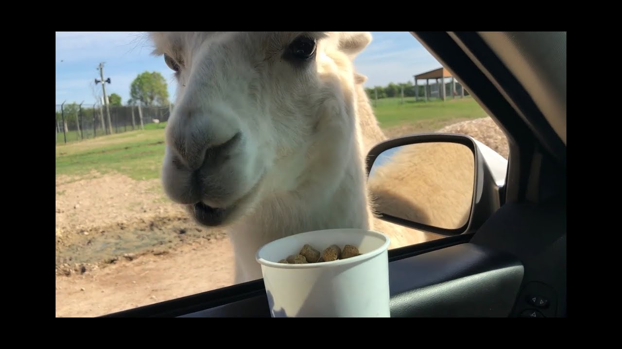 african safari near sandusky ohio