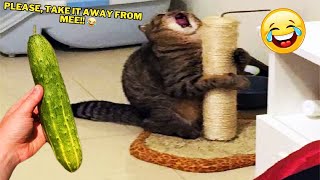FUNNIEST CATS AND DOGS VIDEOS 2023