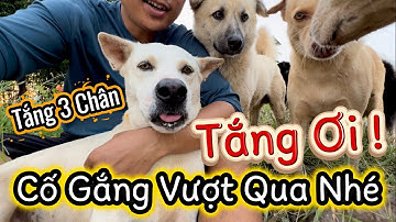 Vết Thương Mâu Cắn Ở Chân Khiến Tắng Trở Nên Suy Sụp Và Buồn Bả - Sen Đau Đầu Vì Nhắng Nhõng Nhẻo