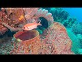 SeaLife ReefMaster RM-4K Video Clip 1