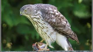 cooper s hawk sound   call