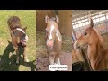 Cute foals compilation pt 5