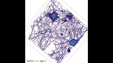 Rat hippocampal neurons imaged with label-free live cell microscope in 3D