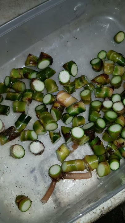 Perbanyakan Aglaonema Dengan Cacah Batang Tanpa Akar Versi Herwin GuSdur
