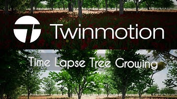 Twinmotion - Tree Growing Animation #twinmotion #tree #rendering #nature #3drender