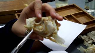 Perch skeleton