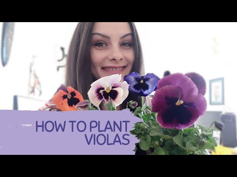 Video: Làm Thế Nào để Trồng Viola