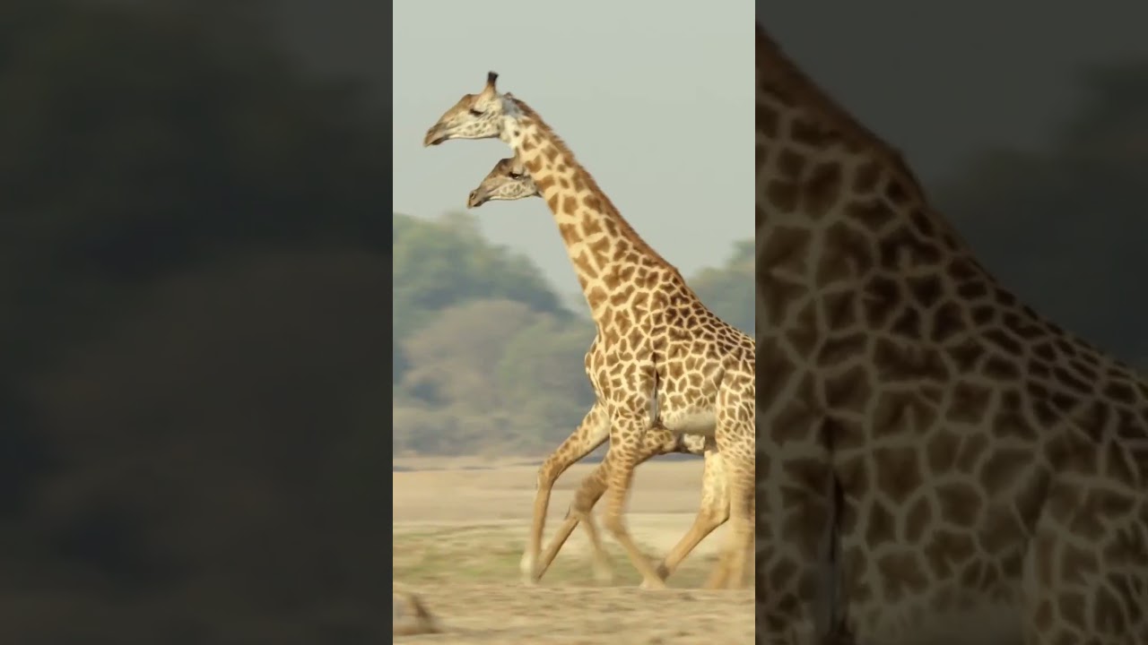 Hyena tries to take down Baby Giraffe!#Hyenas #Giraffe #Babygiraffe