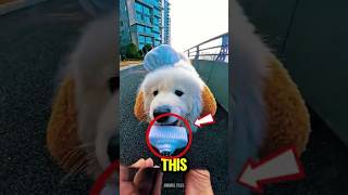 What he captured will shock you #shorts #animals #dog
