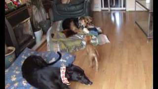 Dexter: the lucky greyhound pup