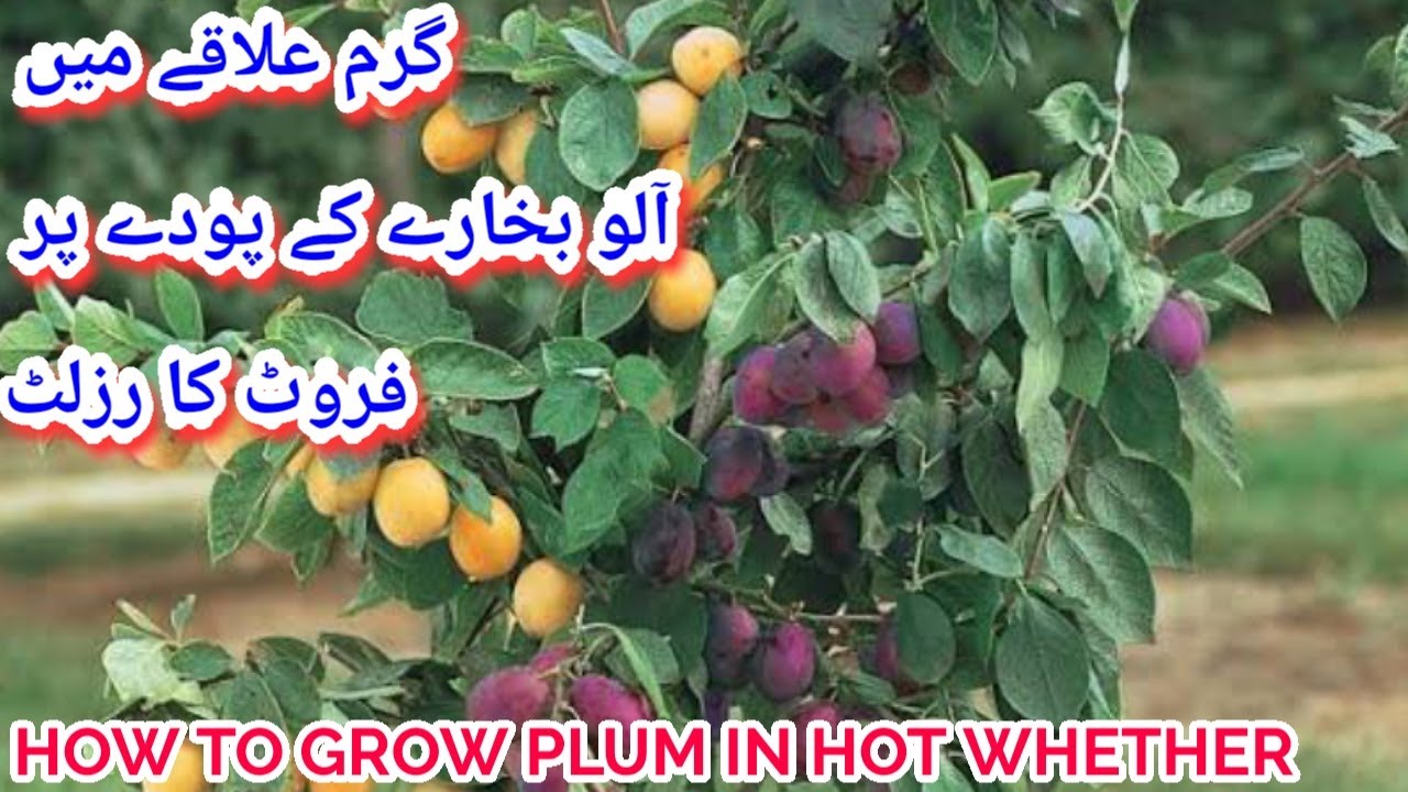 How To Grow Plum Tree From Cutting In Hot Whether In Pakistan Urdu