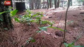 AMBYAR - DIDI KEMPOT - CINTA WONOGIRI - WISATA WNS