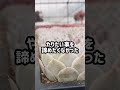#shorts 【多肉植物】夫婦で会社を辞めて多肉屋になった