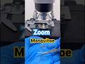 🦟 Mosquito under microscope | Mosquito Zoom #microscope #zoom #mosquito