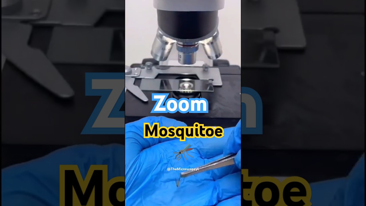 🦟 Mosquito under microscope | Mosquito Zoom 