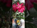 #rosadodeserto #ipda
