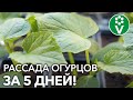 ОГУРЦЫ БУДУТ САМЫЕ РАННИЕ! Секреты посева огурцов на рассаду от опытного агронома