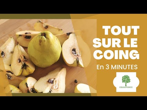 TOUT SAVOIR SUR LE COING (en 3 minutes)