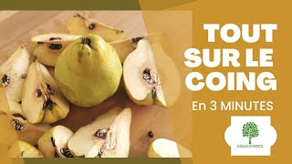 Tout Savoir Sur Le Coing En 3 Minutes