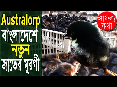 ভিডিও: আলংকারিক পাখি: অ্যামাজন তোতা। পোল্ট্রি পালন বৈশিষ্ট্য