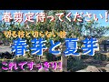 レモン、みかん、柚子の春の剪定待ってください！春芽と夏芽の見分け方