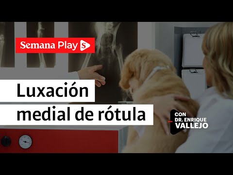 ¿Cómo tratar una luxación medial de rótula en perros?| Enrique Vallejo