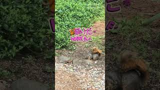 【ミシガンの庭】正しい利用客と自由すぎるリス🐦🐿️