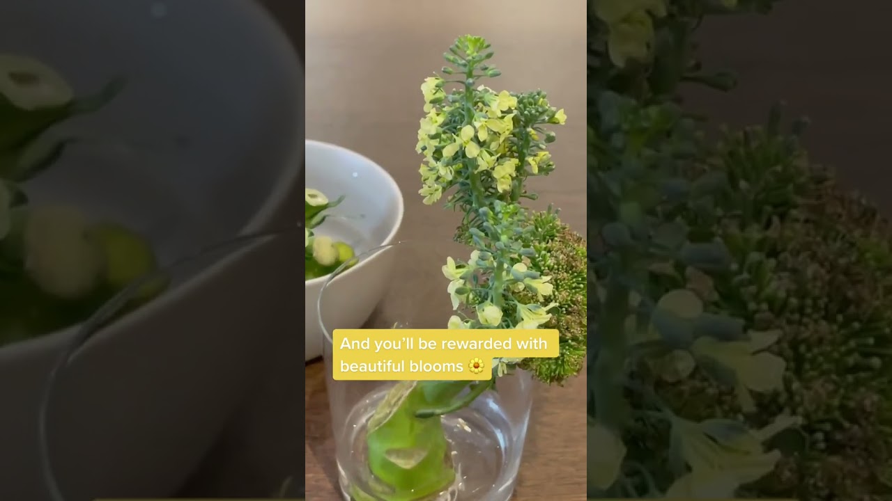 Crazy Plant Enthusiast Keeps Broccoli As Houseplant And Makes It Flower
