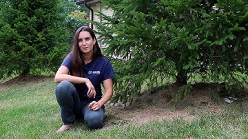 Top Native Trees for Urban Yards: White Spruce