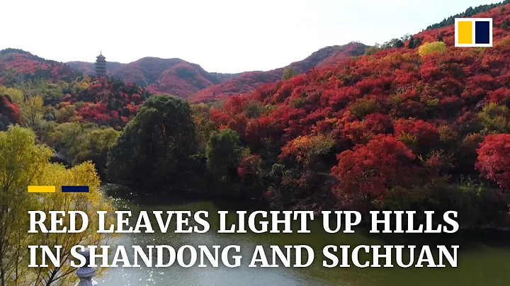 Tourists enjoy a sea of red leaves in Shandong and Sichuan - DayDayNews