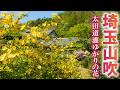 太田道灌ゆかりの山吹と穴場の芝桜をめぐる旅/アフター桜の花を探して/埼玉観光旅行vlog