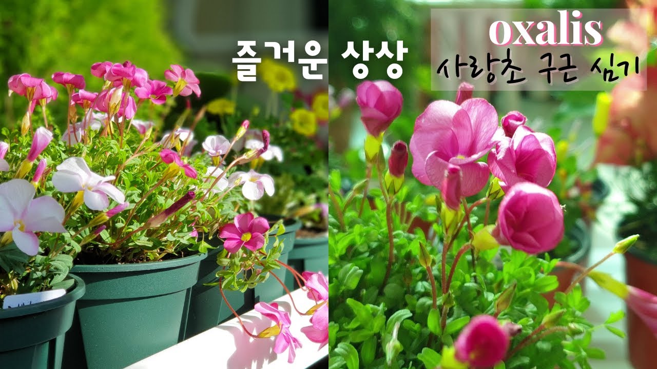 SUB) 사랑초 구근 심기와 주의 할 점 / 사랑초 키우기와 관리 방법