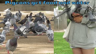 A kind woman gives pigeons food and water