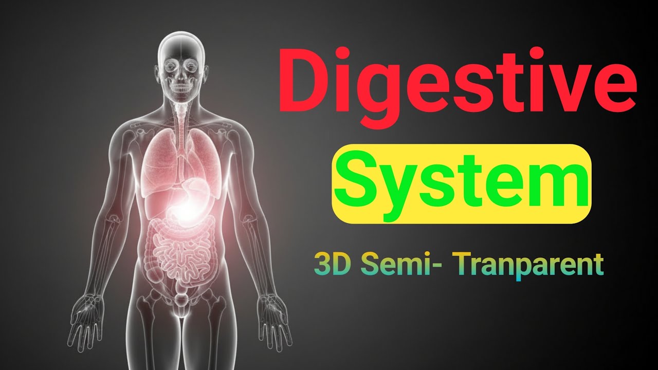 How Food Is Digested Inside the Human Body || 3D Semi - Transparent