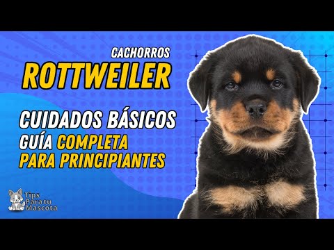 Video: Todo sobre cachorros de jarra