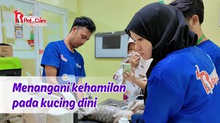 Menangani Kucing Dengan Kehamilan Dini