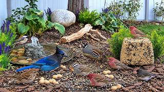 LIVE Replay 🐦 LIVE 27+ Wild Bird Species | Jays, Magpies, Juncos, Hawks & More  | 4K