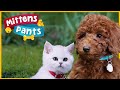 Kittens and puppies playing   mittens  pants